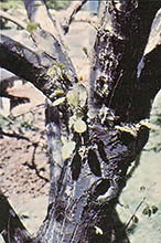 
This tree has had some of Huffman's blight patch applied to the trunk.
